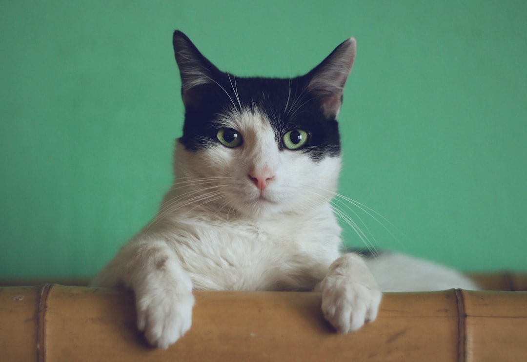 My Cat Ate a Lambskin Condom—Panic or Nah?