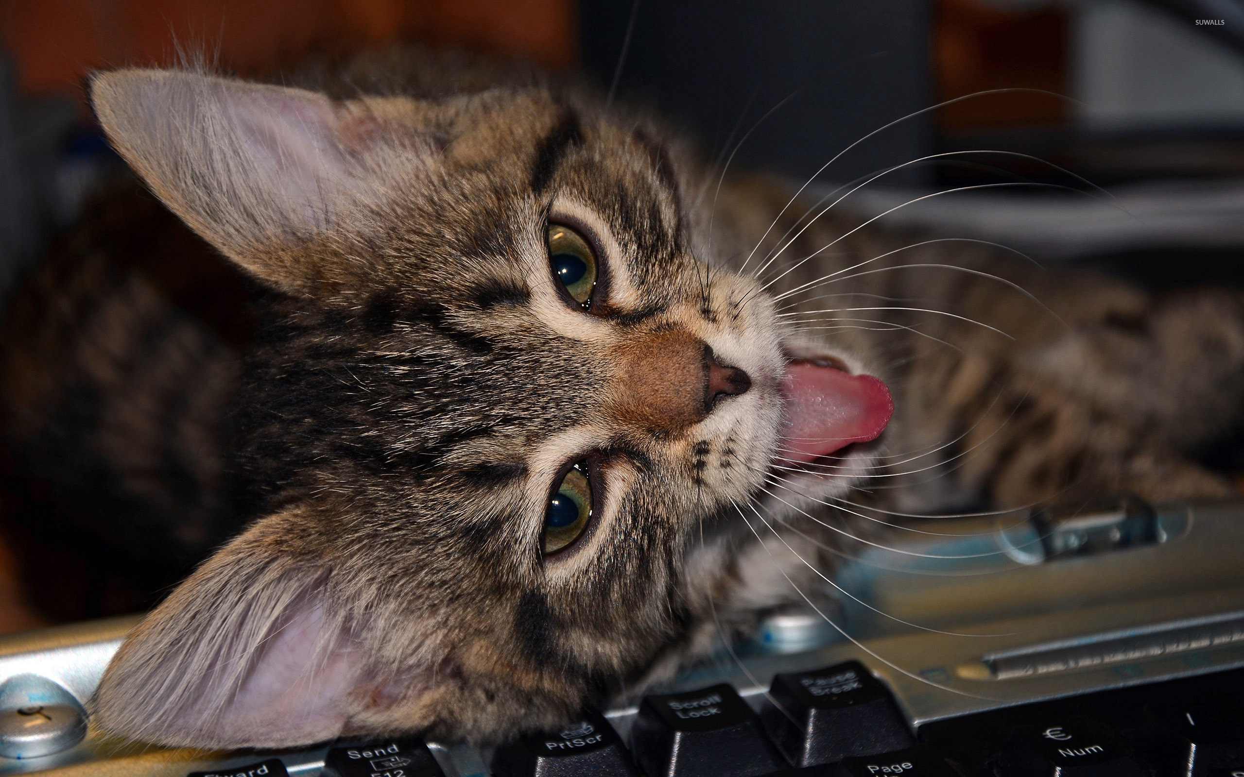 If My Cat Could Text, I'd Be Doomed