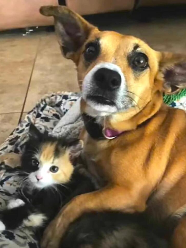 Rescue Dog Turns Hero for a Kitten!