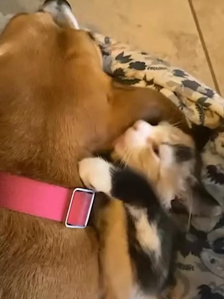 Rescue Dog Turns Hero for a Kitten!