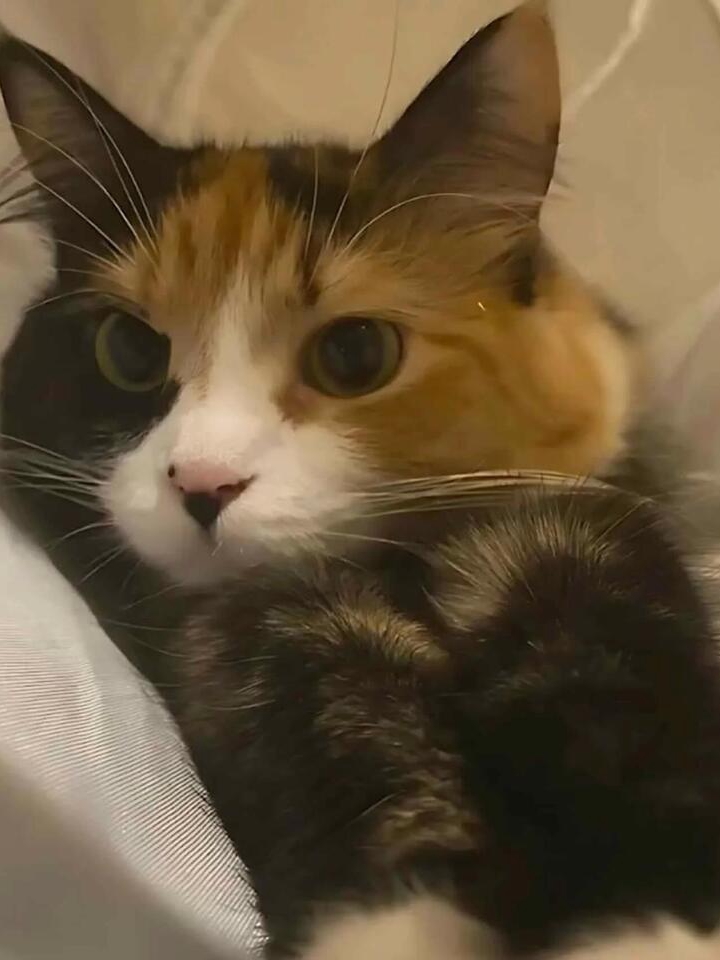 Rescue Dog Turns Hero for a Kitten!