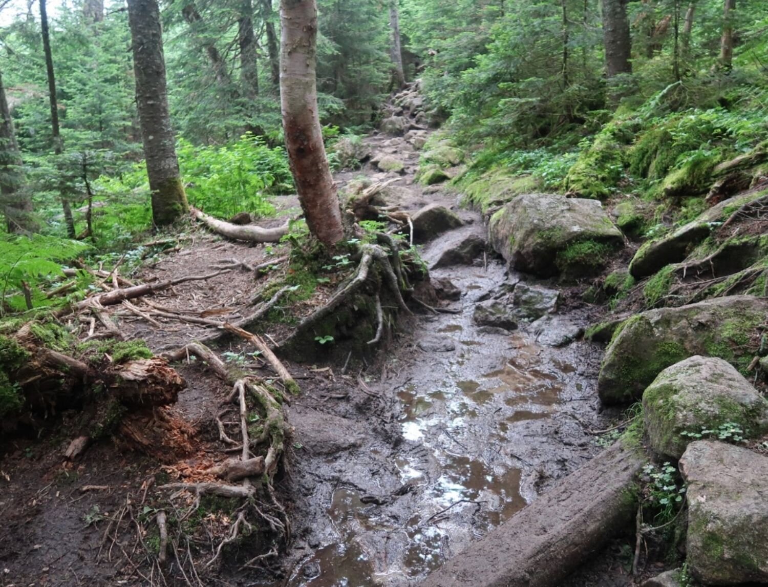 hiking trails that promise adventure but deliver mud