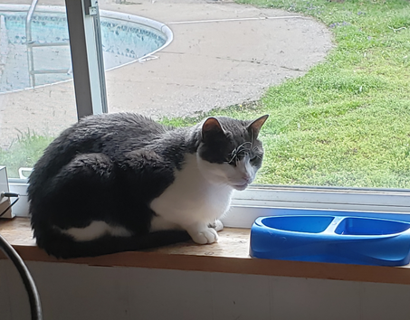 My Cat’s Secret Code for Dinner