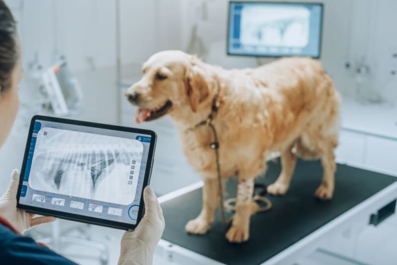 My Dog’s First X-Ray: Drama at the Vet
