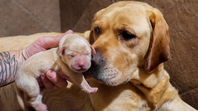 Turns Out My Foster Dog Was Expecting