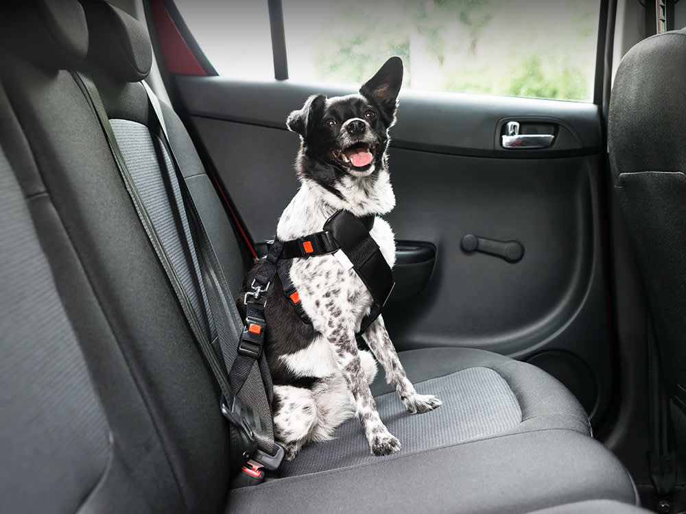 Went for Car Repairs, Came Home with a Dog