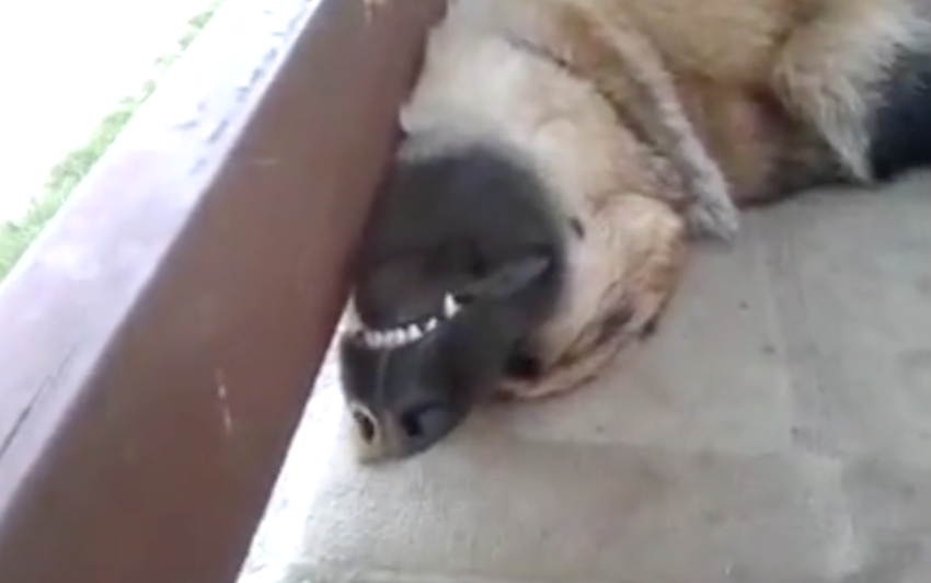 Caught My Dog in the Most Ridiculous Nap