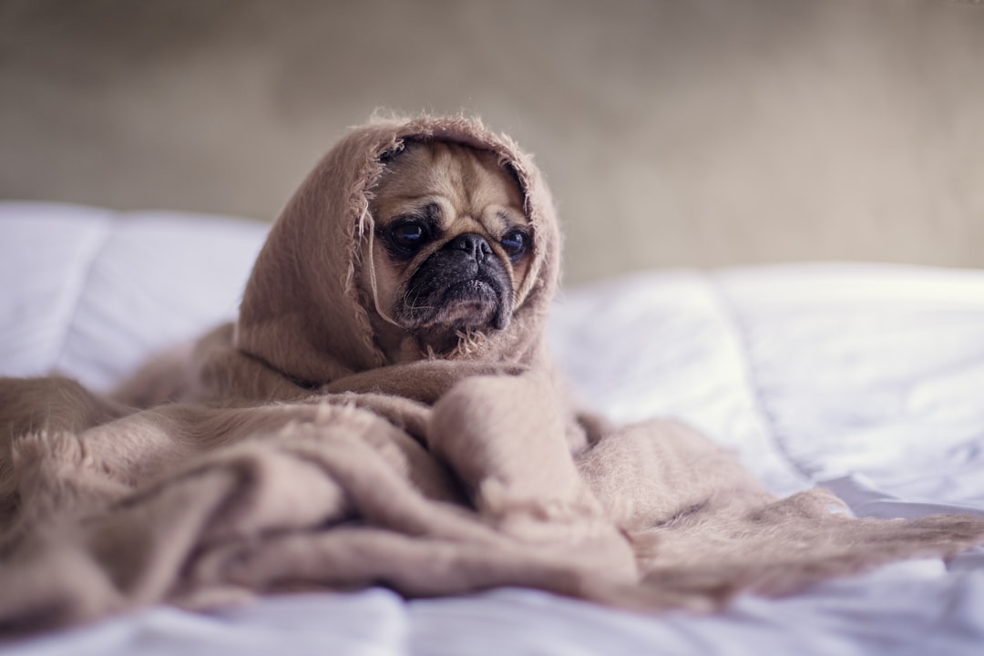 Who Really Owns the Bed—You or Your Pet?