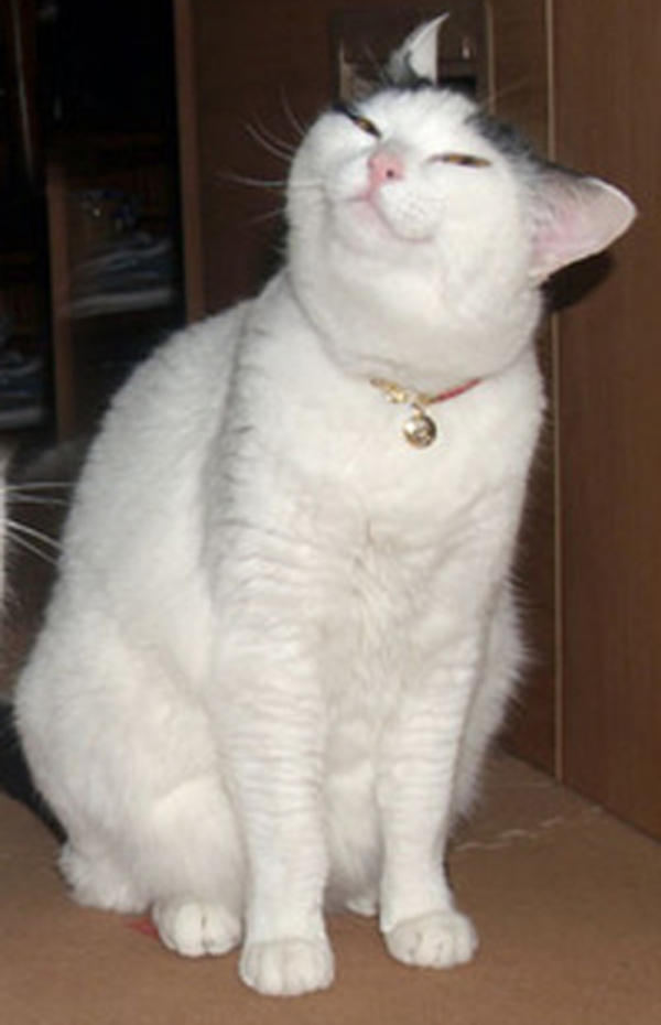 Why Is My Cat Laughing at Me?