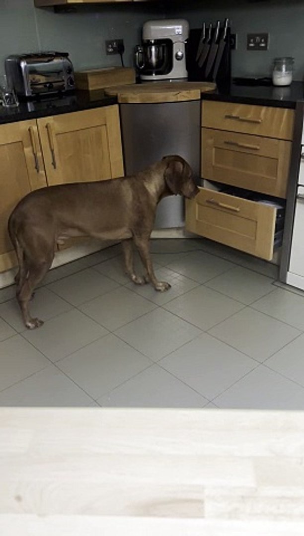 My Dog’s Secret Midnight Hobby