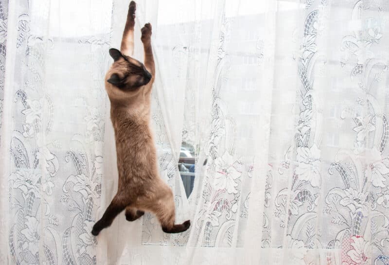 My Cat’s Chaos: What Have I Done?
