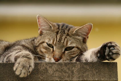 What’s the Weirdest Thing Your Pet Does?