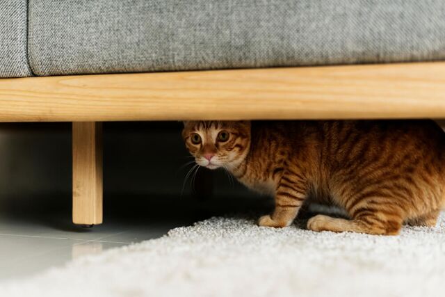 My Cat Thinks the Vacuum Is a Monster