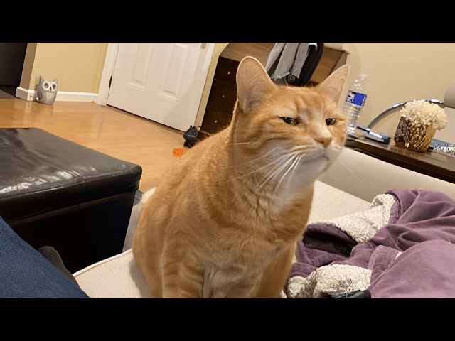 Rate My Cat’s Judgy Stare, 1-10