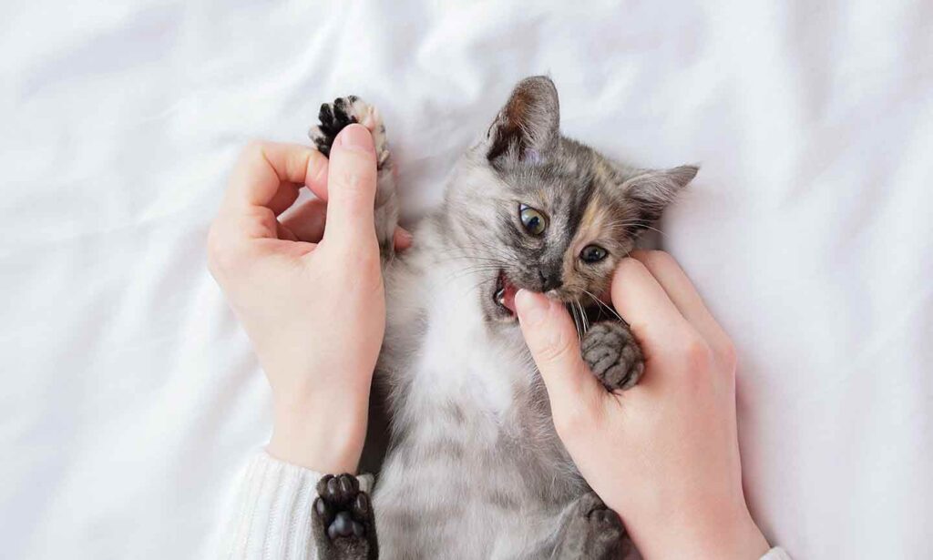 Why Does My Cat Think I'm a Chew Toy?