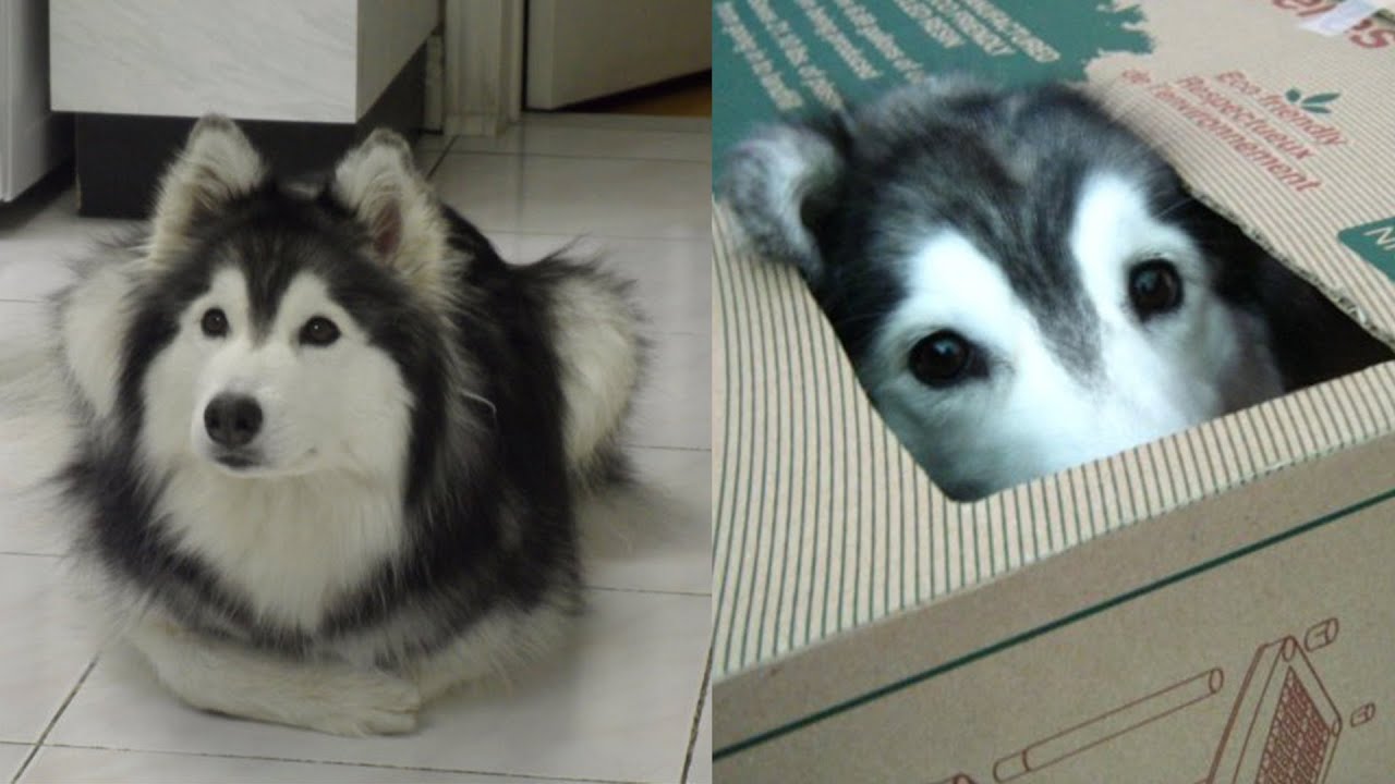 Why Does My Puppy Act Like a Cat?
