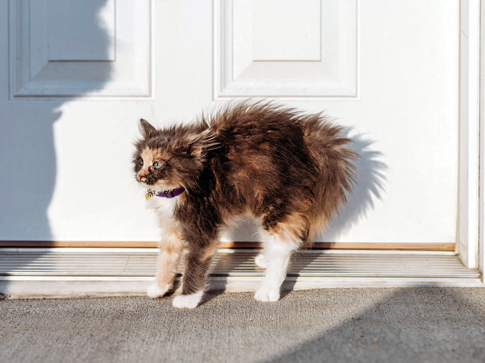 When Your Cat Turns Into a Furry Security Alarm