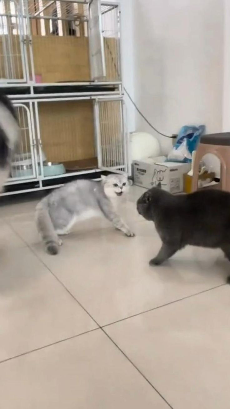 My Cats’ Daily Battle for the Throne