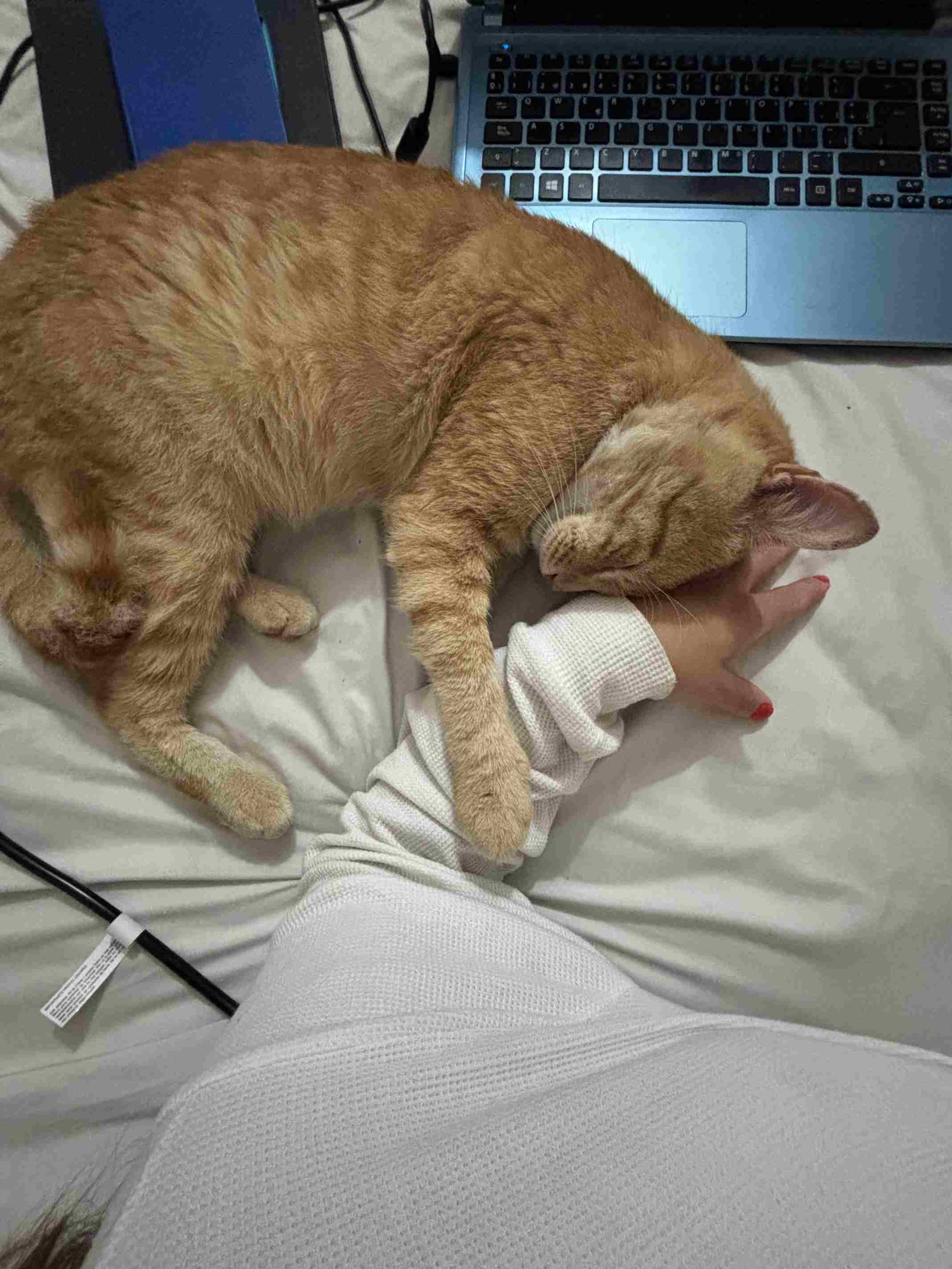 Adopted by a Cat: My Unexpected Roommate