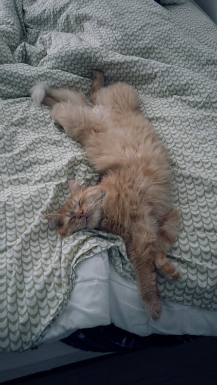 Did I Steal My Roommate’s Cat’s Heart?