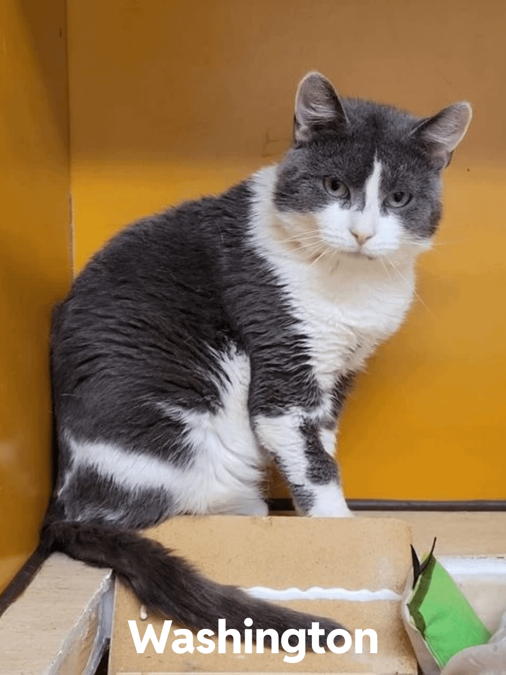 Help Me Choose My Future Furry Roommate!
