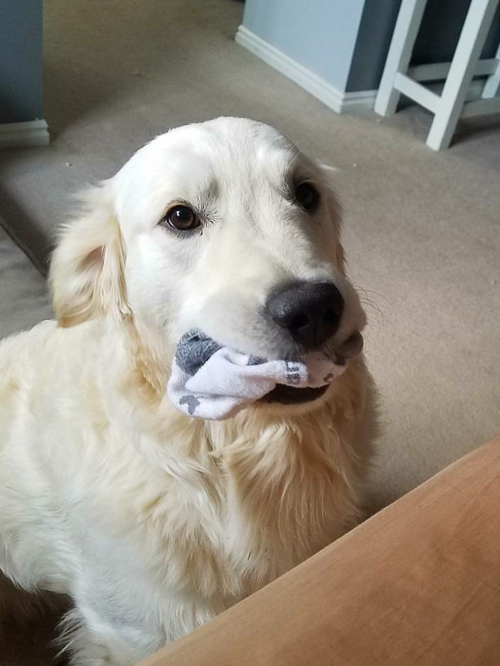 My Dog Gifts Me Socks at 2AM