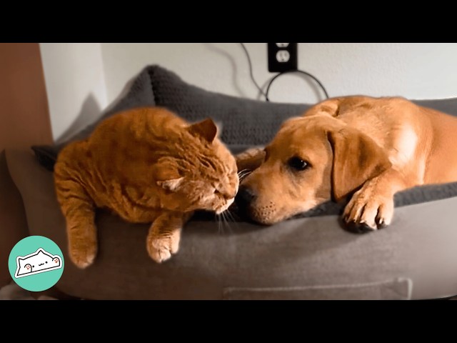 Proof My Pets Secretly Run a Cuddle Cult
