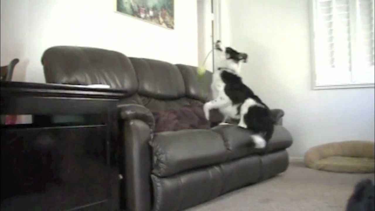 My Dog Thinks He's an Olympic Champion