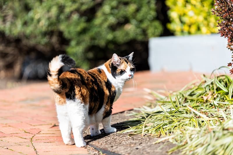 My Dog Wags His Tail, But What About Cats?