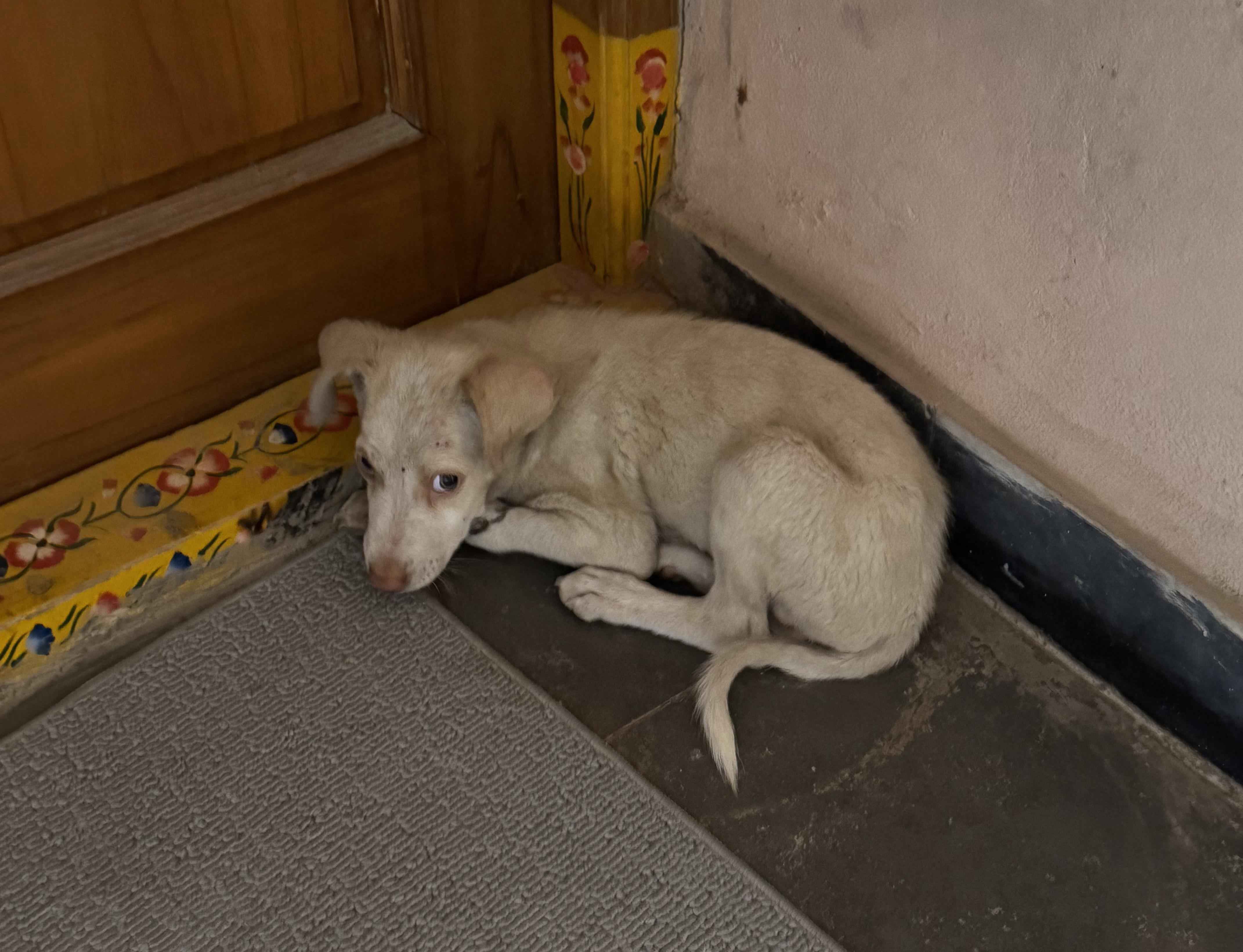 Stray Dog Chose My Doorstep—Now What?