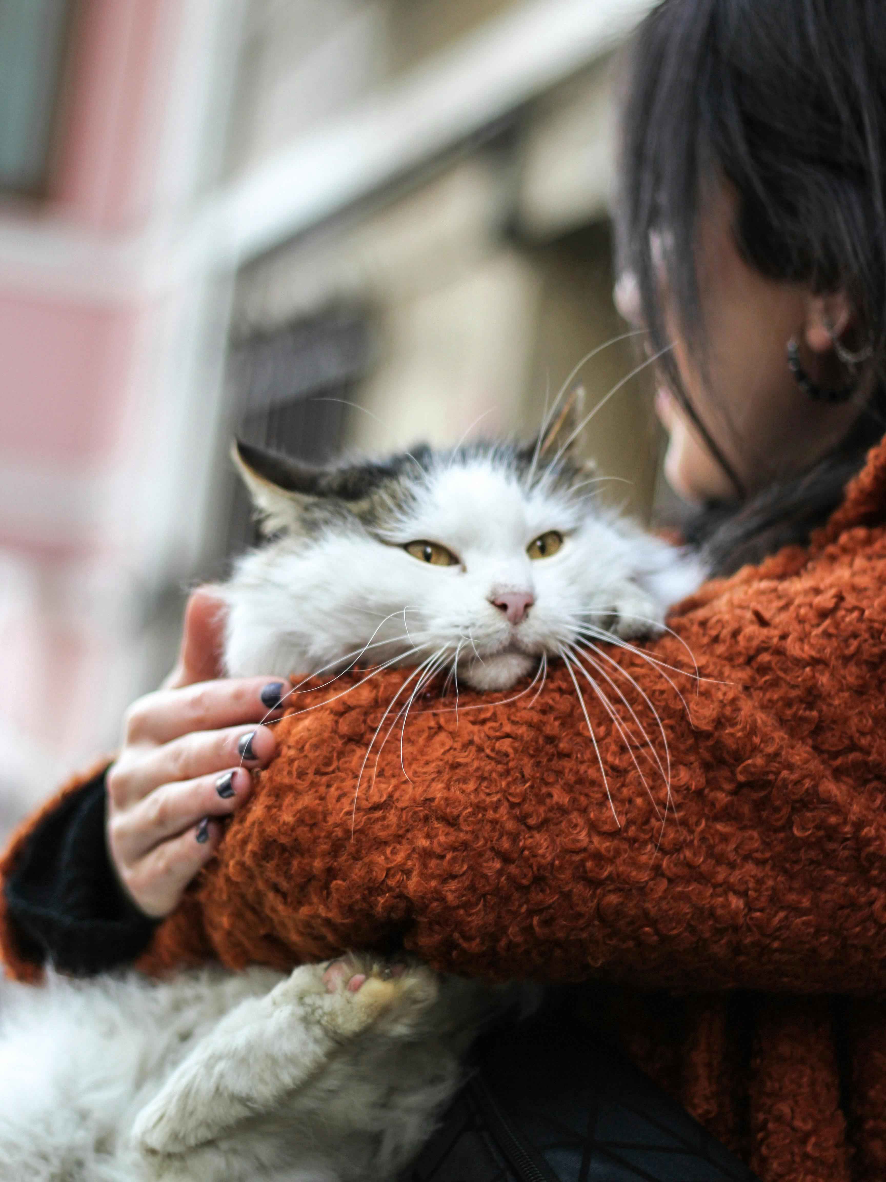 She Wants Her Cat Back. I’m Heartbroken.