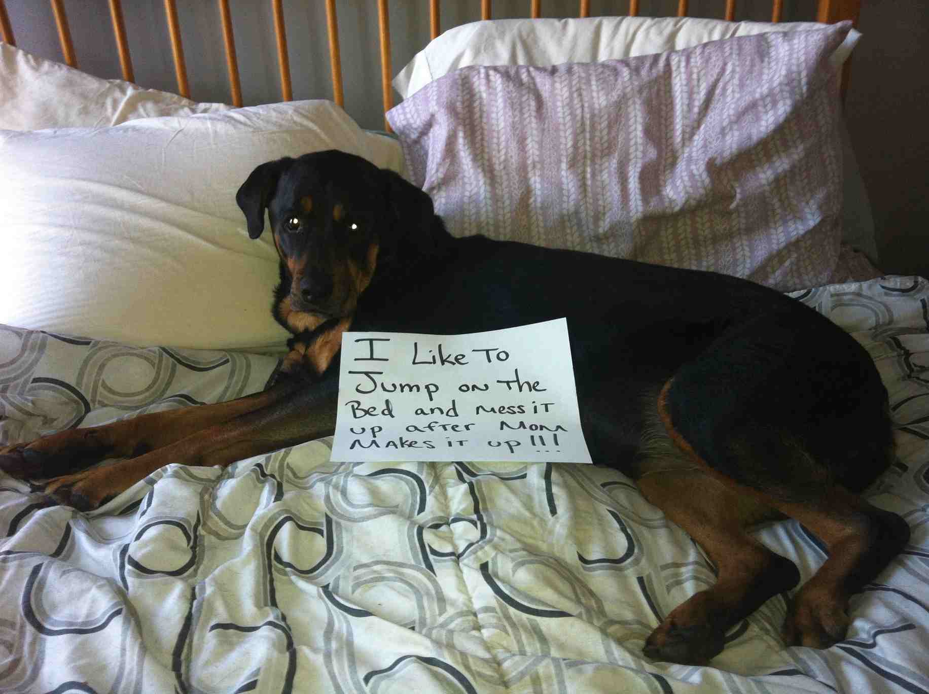 Turns Out, I’m Just My Dog’s Human Now
