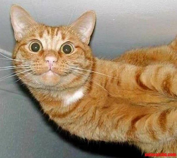 Show Me Your Pets’ Goofiest Grins!
