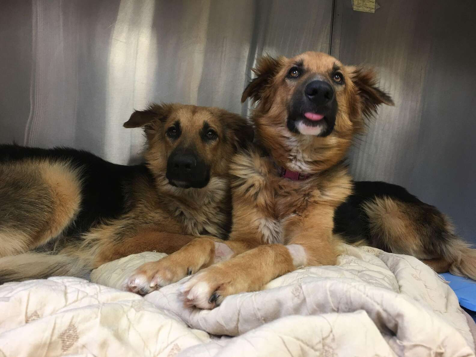 Went for One Dog, Came Home with Siblings