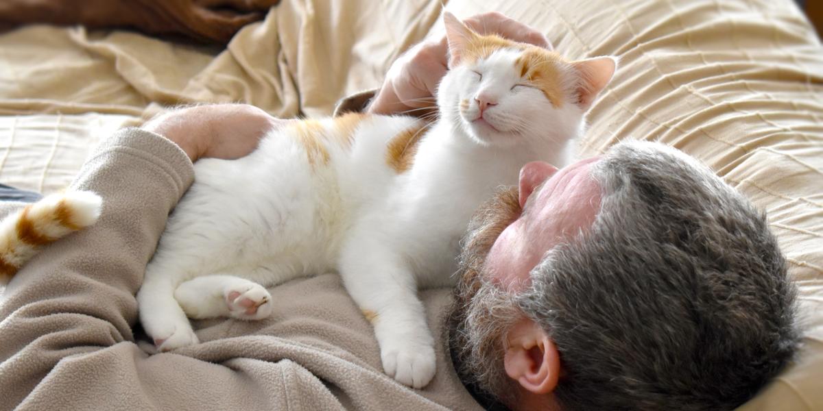 Why My Cat Demands Chest Rubs at 3AM