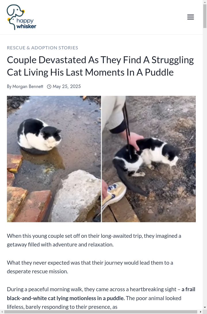 From Puddle to Purrs: Cat’s Wild Comeback