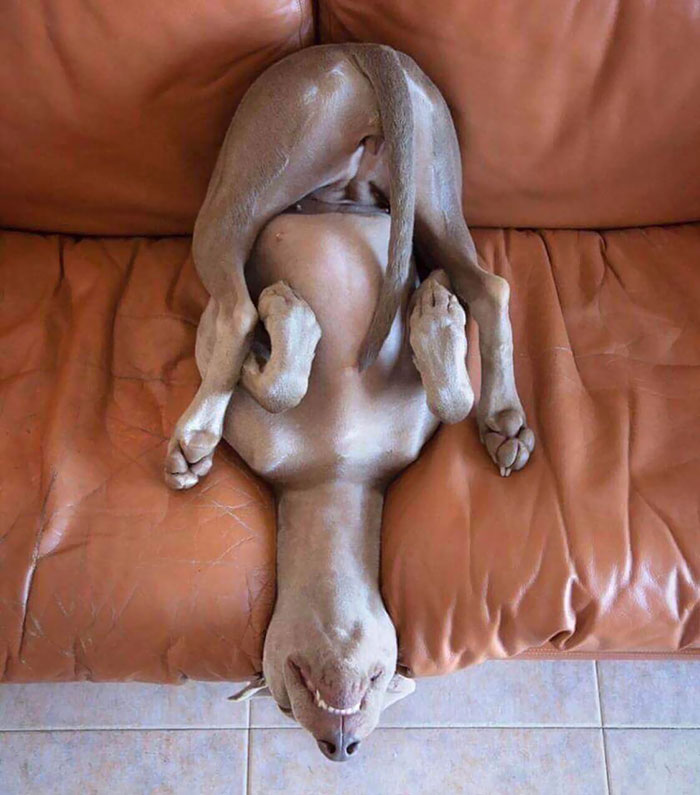 Confess: I Stalk My Dog’s Photo Album