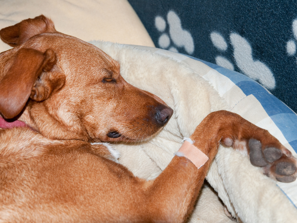 What’s That Weird Thing Your Pet Does?