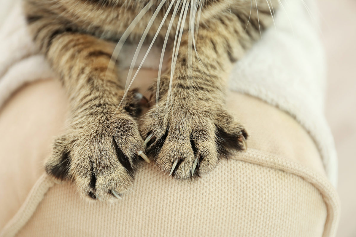 Maryland Says No to Cat Declawing—Finally!