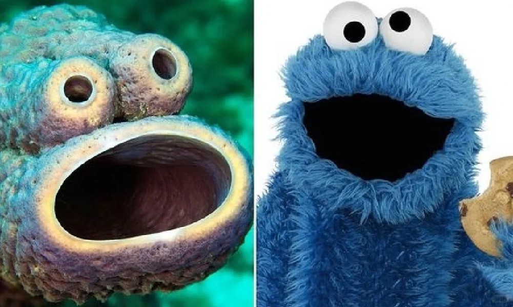👀 stove sponge ｜ Interesting animal every day 