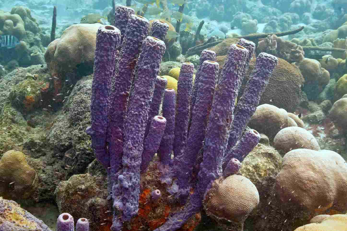 👀 stove sponge ｜ Interesting animal every day 