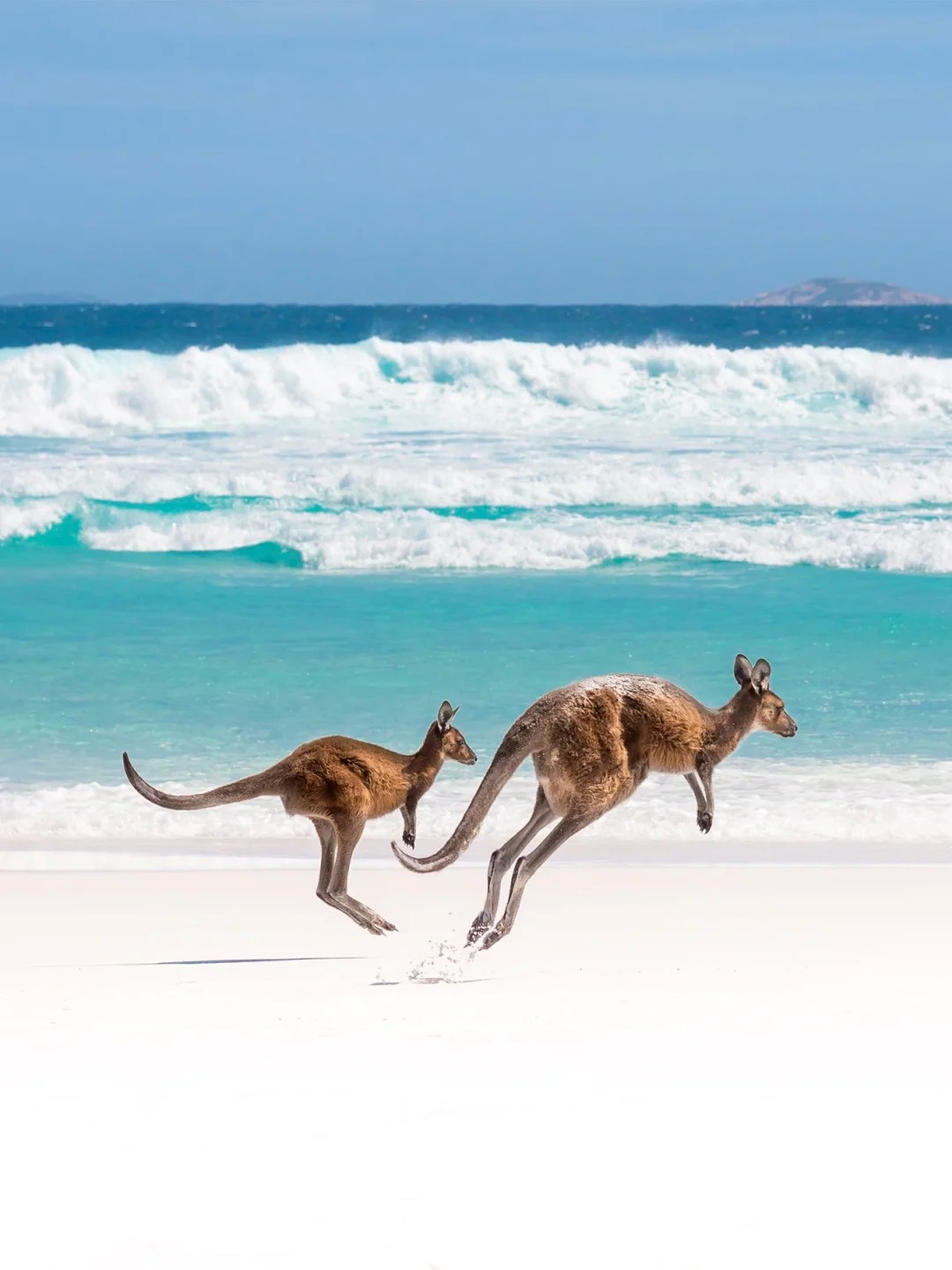 Say hi to cuties from Australia