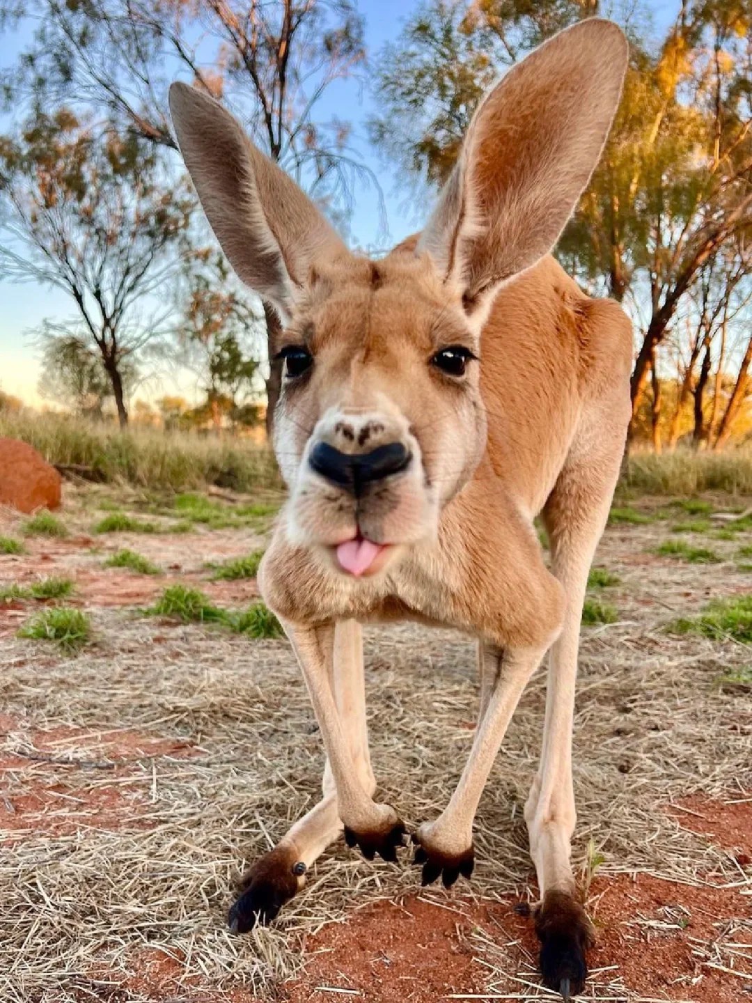 Say hi to cuties from Australia