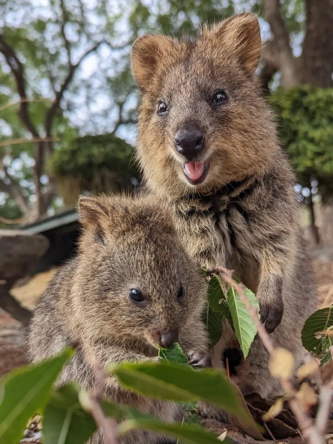 Say hi to cuties from Australia