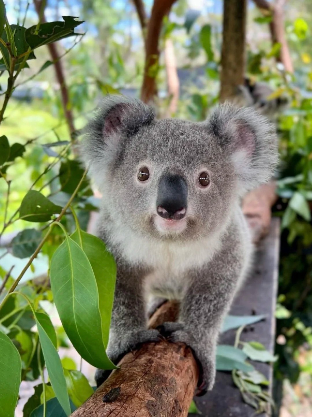 Say hi to cuties from Australia