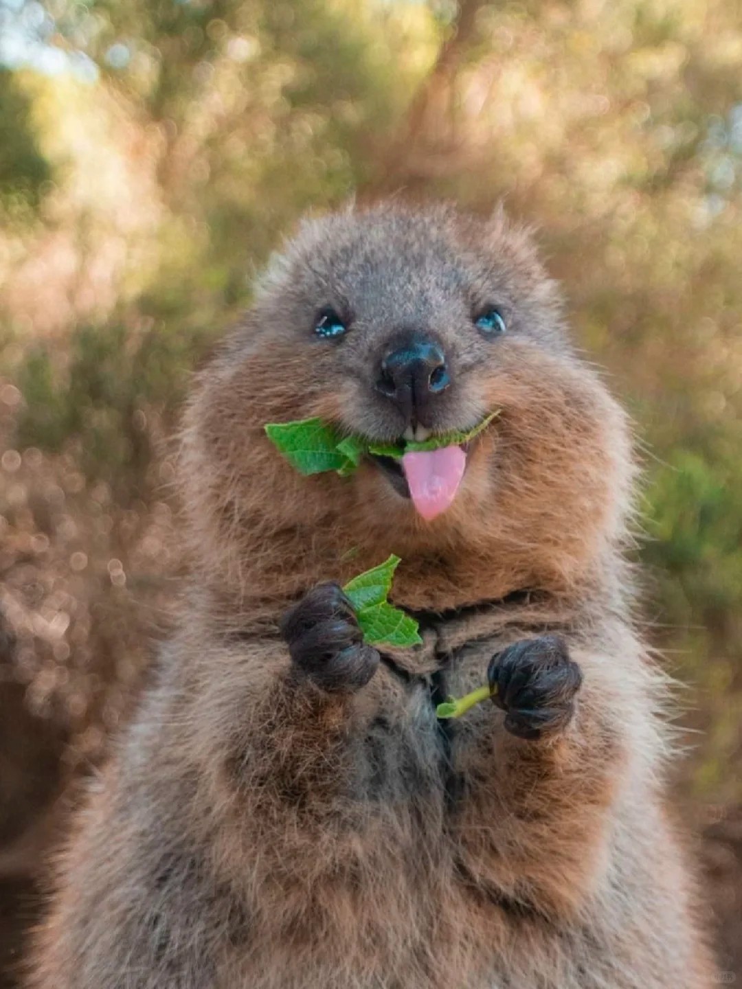 Say hi to cuties from Australia