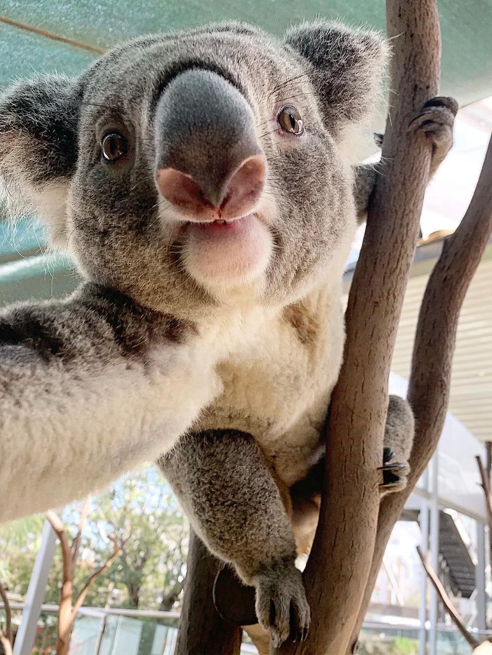 Say hi to cuties from Australia