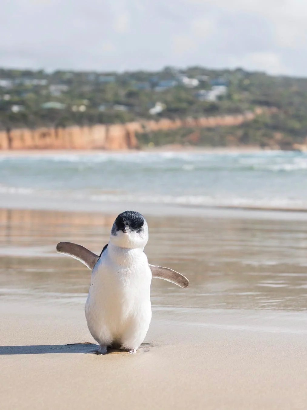 Say hi to cuties from Australia