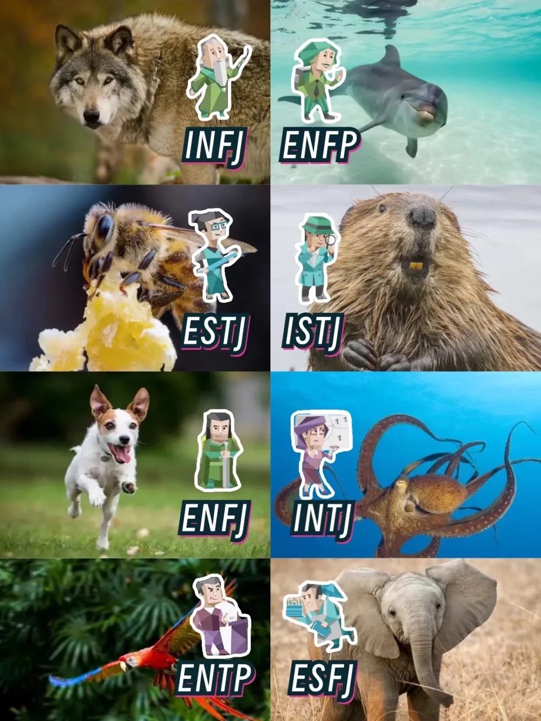 MBTI inner animal attributes 🙊Who is the sloth? Haha