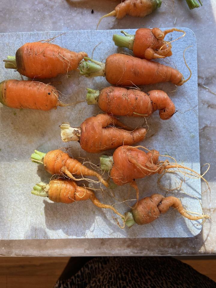 ugly carrots, proud heart: my backyard victory
